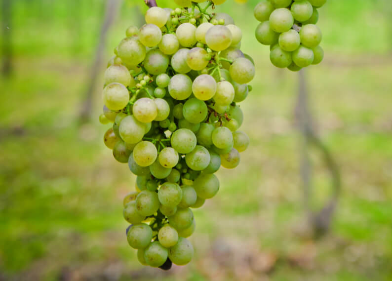 White grape juice concentrates, juice and beverage applications for sugar reduction