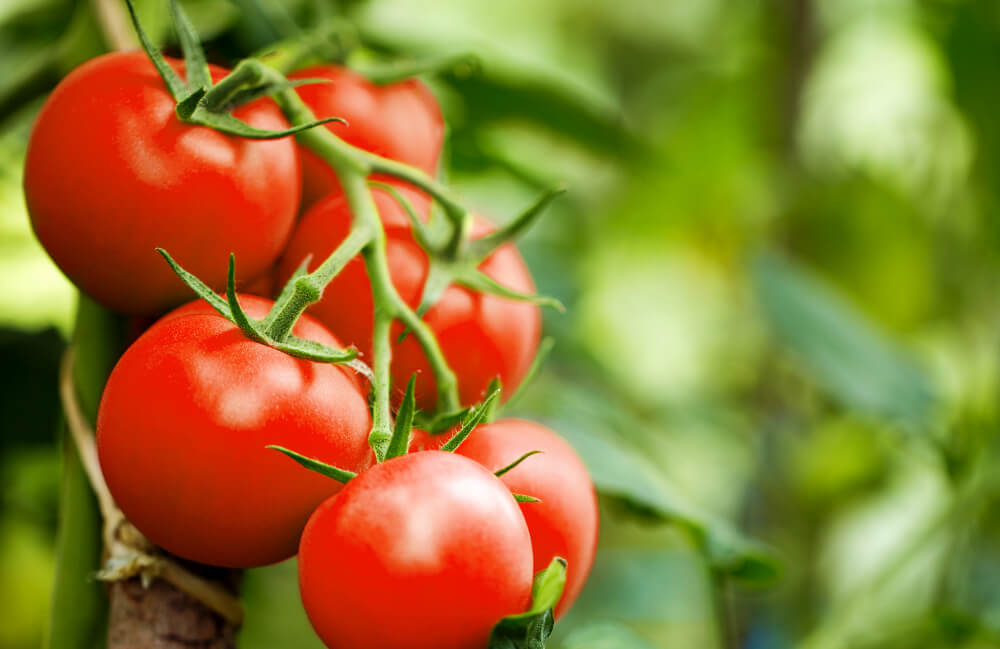Tomato paste ingredients for ketchup, tomato juice, ketchup sauce, pizza sauce, tomato sauce, pasta sauce, barbeque sauce, baby food powder, organic dices